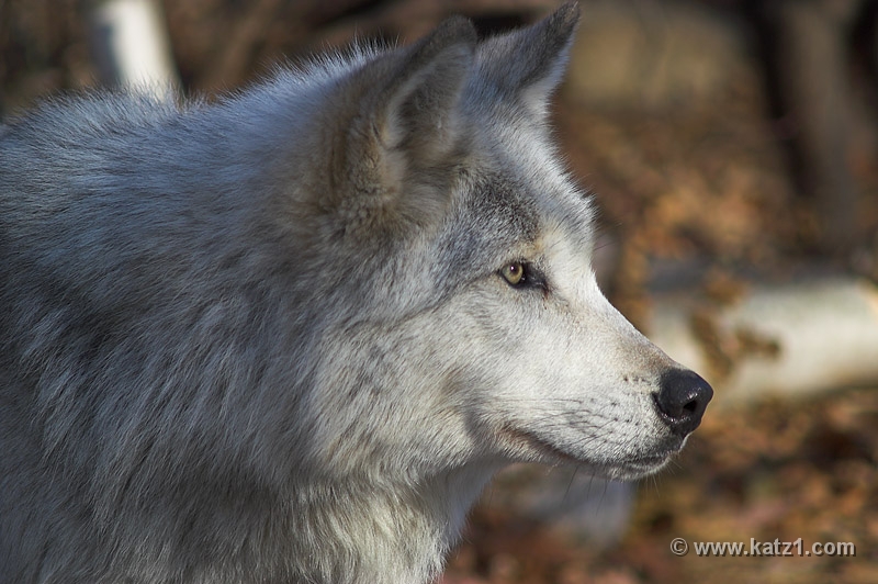 Arctic Wolf 069